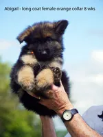 long coat orange collar female, a female German Shepherd Dog for sale in Chrisney, IN – 5 of 10