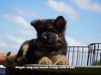 long coat orange collar female, a female German Shepherd Dog for sale in Chrisney, IN – 4 of 10