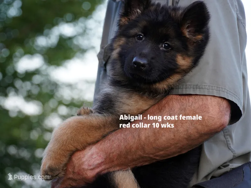 long coat red collar female – German Shepherd Dog puppy for sale in Chrisney, IN