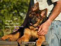 long coat orange collar female, a female German Shepherd Dog for sale in Chrisney, IN – 3 of 8