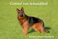 gsd lc male 2, a male German Shepherd Dog for sale in Chrisney, IN – 2 of 4