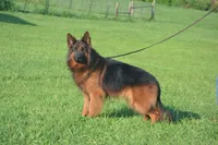 long coat female 1, a female German Shepherd Dog for sale in Chrisney, IN – Photo 2 of 4