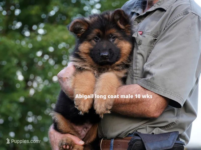 long coat blue collar male – German Shepherd Dog puppy for sale in Chrisney, IN