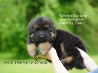 green collar male, a male German Shepherd Dog for sale in Chrisney, IN – 3 of 9