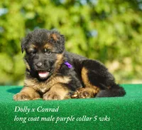 gsd lc male purple collar, a male German Shepherd Dog for sale in Chrisney, IN – 2 of 6