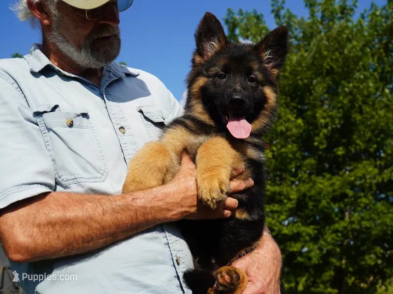 long coat red collar female – German Shepherd Dog puppy for sale in Chrisney, IN