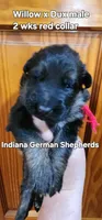 male - blue collar, a male German Shepherd Dog for sale in Chrisney, IN – 7 of 10