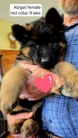 long coat red collar female, a female German Shepherd Dog for sale in Chrisney, IN – 3 of 10