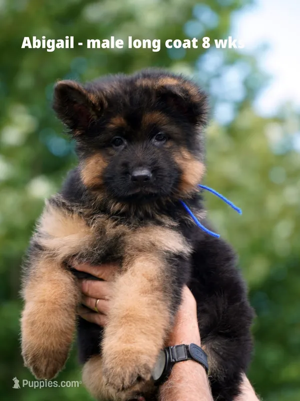long coat blue collar male – German Shepherd Dog puppy for sale in Chrisney, IN