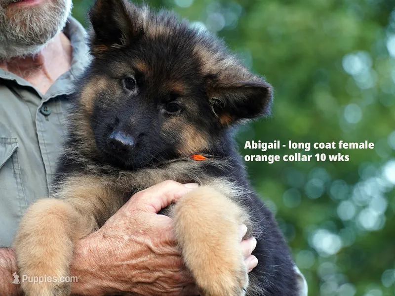 long coat orange collar female – German Shepherd Dog puppy for sale in Chrisney, IN