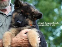 long coat orange collar female, a female German Shepherd Dog for sale in Chrisney, IN – 1 of 10