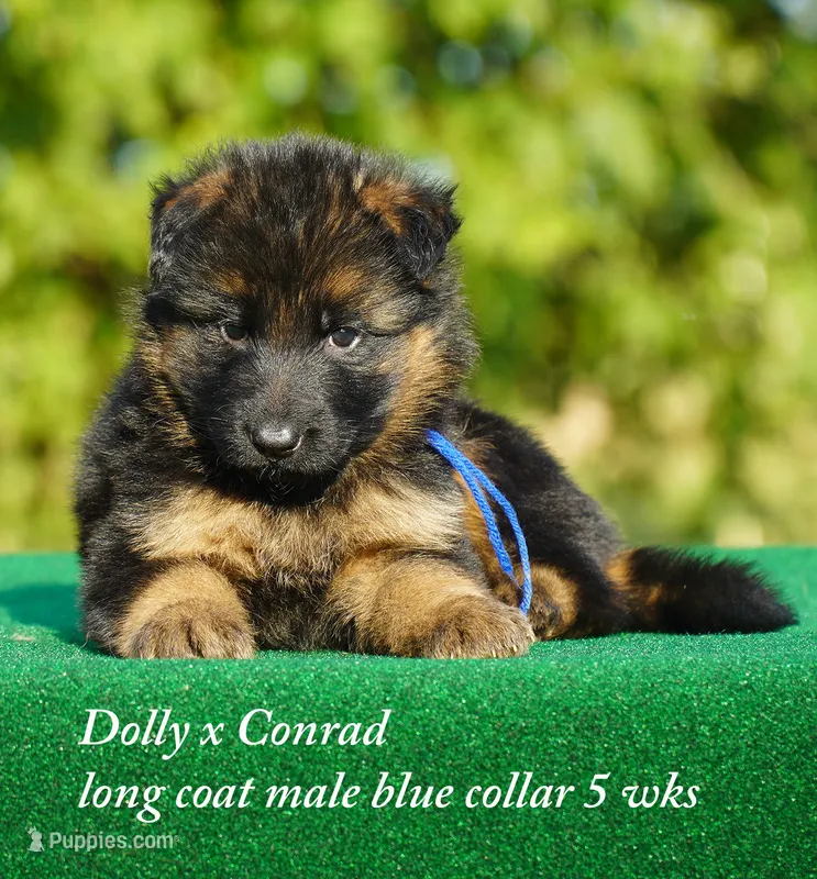 gsd lc male blue collar – German Shepherd Dog puppy for sale in Chrisney, IN