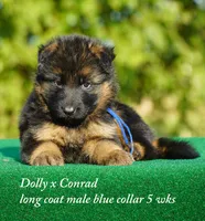 gsd lc male blue collar, a male German Shepherd Dog for sale in Chrisney, IN – 1 of 6