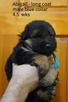 long coat blue collar male, a male German Shepherd Dog for sale in Chrisney, IN – 2 of 2