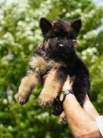 red collar long coat female, a female German Shepherd Dog for sale in Chrisney, IN – 6 of 8