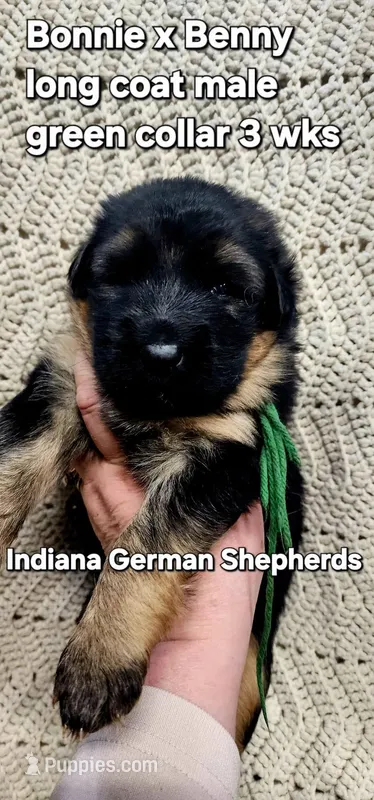 green collar – German Shepherd Dog puppy for sale in Chrisney, IN