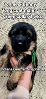 green collar, a male German Shepherd Dog for sale in Chrisney, IN – Photo 1 of 3