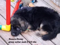 green collar, a male German Shepherd Dog for sale in Chrisney, IN – Photo 5 of 9