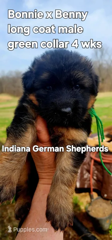 green collar – German Shepherd Dog puppy for sale in Chrisney, IN