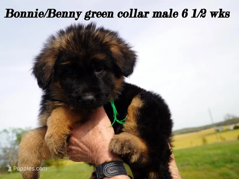green collar – German Shepherd Dog puppy for sale in Chrisney, IN