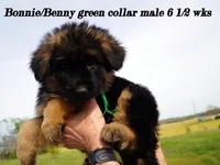 green collar, a male German Shepherd Dog for sale in Chrisney, IN – Photo 1 of 9