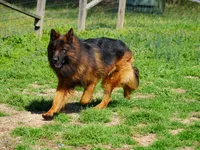 green collar, a male German Shepherd Dog for sale in Chrisney, IN – Photo 2 of 9