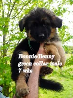 green collar, a male German Shepherd Dog for sale in Chrisney, IN – Photo 9 of 9