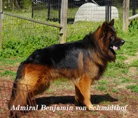 green collar, a male German Shepherd Dog for sale in Chrisney, IN – Photo 4 of 9