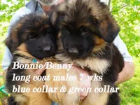 green collar, a male German Shepherd Dog for sale in Chrisney, IN – Photo 7 of 9
