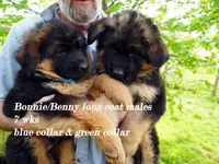 green collar, a male German Shepherd Dog for sale in Chrisney, IN – Photo 8 of 9