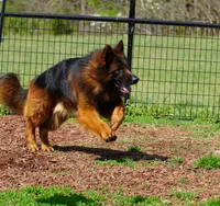 green collar, a male German Shepherd Dog for sale in Chrisney, IN – Photo 3 of 9