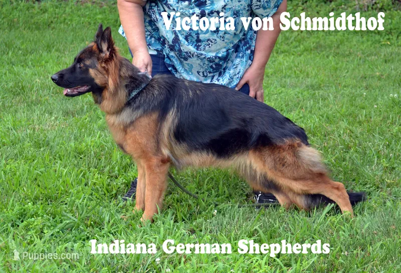 long coat female, a female German Shepherd Dog for sale in Chrisney, IN – Photo 1 of 4