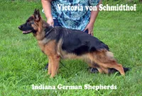 long coat female, a female German Shepherd Dog for sale in Chrisney, IN – Photo 1 of 4
