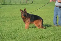 long coat female, a female German Shepherd Dog for sale in Chrisney, IN – Photo 4 of 4