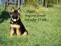 gorgeous long coat german shepherd w red collar, a female German Shepherd Dog for sale in Chrisney, IN – 3 of 8