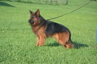 gsd lc male 6, a male German Shepherd Dog for sale in Chrisney, IN – 2 of 6