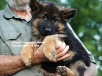 long coat orange collar female, a female German Shepherd Dog for sale in Chrisney, IN – 6 of 10