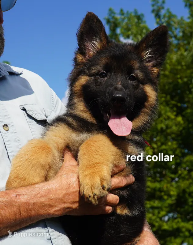 red collar long coat female – German Shepherd Dog puppy for sale in Chrisney, IN