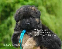 beauiful pup sired by Dux di Casa Mary , a male German Shepherd Dog for sale in Chrisney, IN – 9 of 10