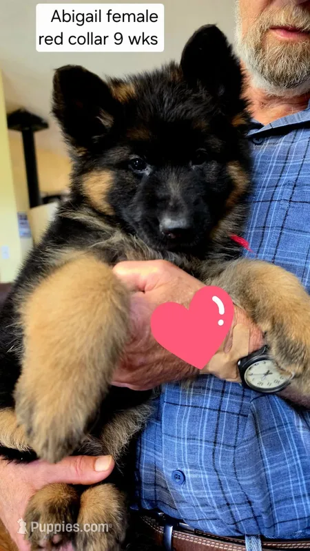 red collar long coat female – German Shepherd Dog puppy for sale in Chrisney, IN