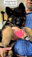 red collar long coat female, a female German Shepherd Dog for sale in Chrisney, IN – 3 of 8