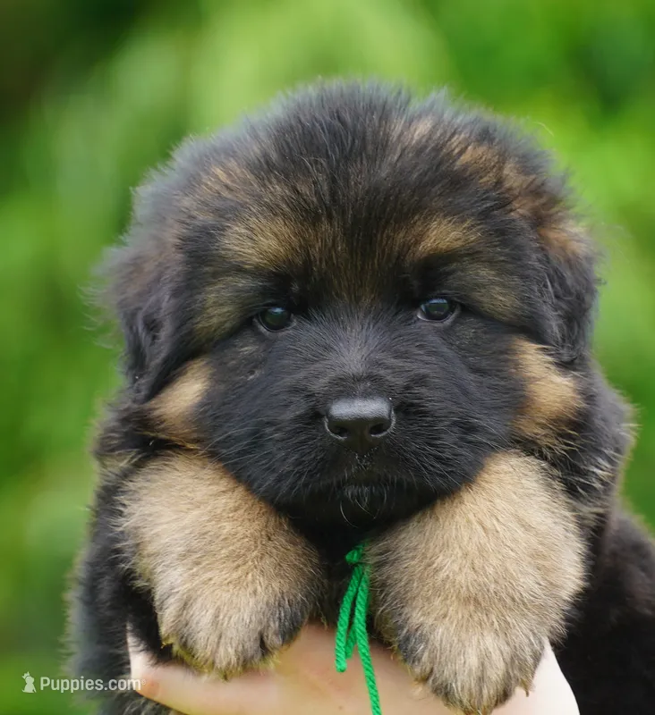 green collar male – German Shepherd Dog puppy for sale in Chrisney, IN