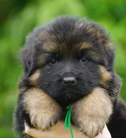 green collar male, a male German Shepherd Dog for sale in Chrisney, IN – 1 of 9