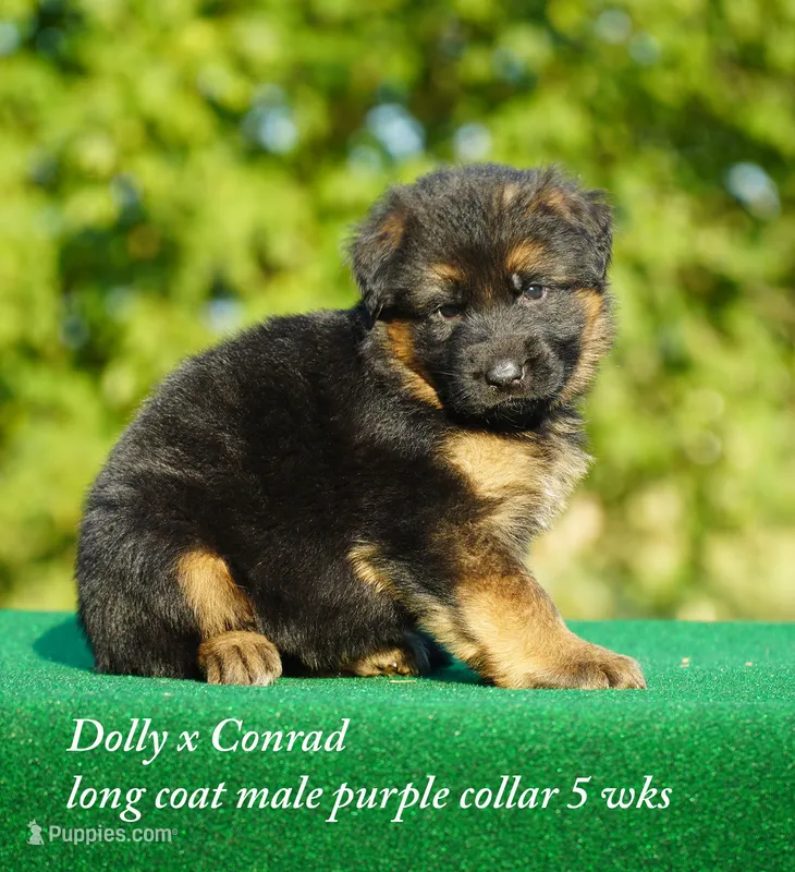 gsd lc male purple collar – German Shepherd Dog puppy for sale in Chrisney, IN