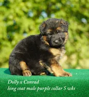 gsd lc male purple collar, a male German Shepherd Dog for sale in Chrisney, IN – 1 of 6
