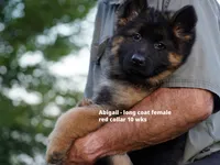 long coat red collar female, a female German Shepherd Dog for sale in Chrisney, IN – 9 of 10