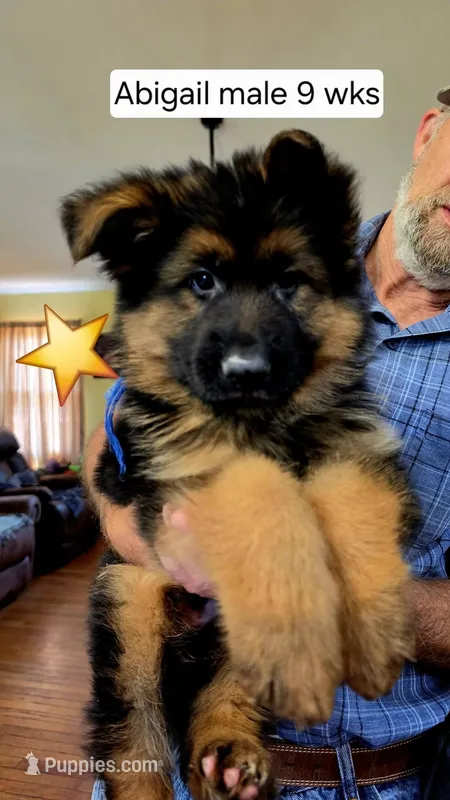 long coat blue collar male – German Shepherd Dog puppy for sale in Chrisney, IN