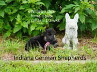 female - pink collar, a female German Shepherd Dog for sale in Chrisney, IN – 5 of 7