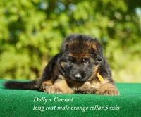 gsd lc male orange collar, a male German Shepherd Dog for sale in Chrisney, IN – 2 of 4