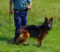 gsd lc male 5, a male German Shepherd Dog for sale in Chrisney, IN – 1 of 2